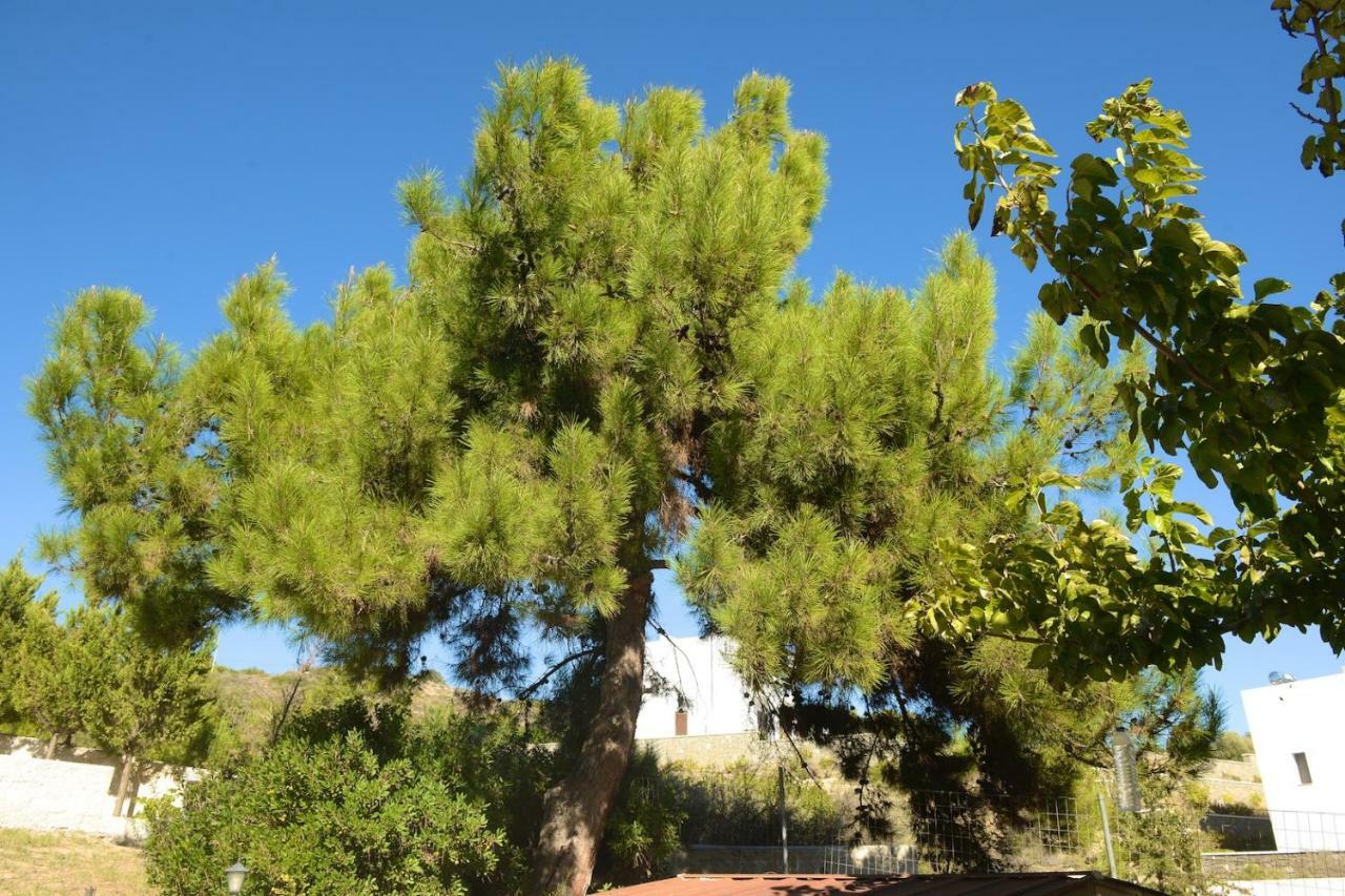 Blue Harmony Villas Kiotari Dış mekan fotoğraf